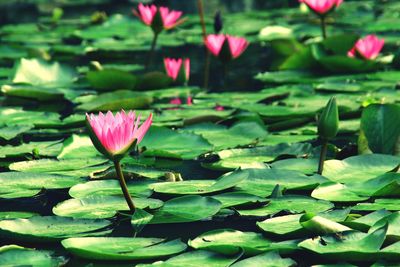 Close-up of lotus water lily