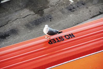 Bird perching on cable