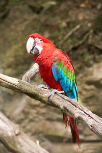 Close-up of parrot perching on branch