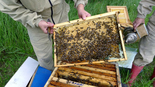 High angle view of bee on the ground