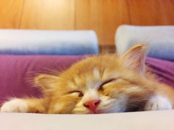 Close-up of cat sleeping on sofa at home