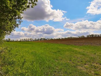 Scenic view of agricultural field against sky