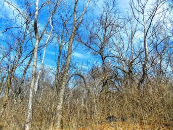 Low angle view of bare trees against sky