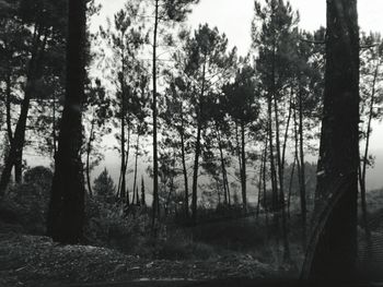 View of trees in the forest