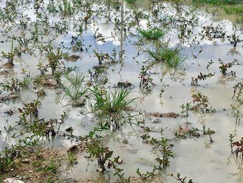 Plants growing by lake