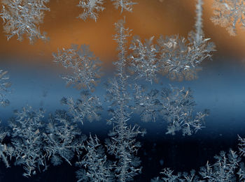 Close-up of frosted snowflakes