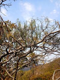 Low angle view of flowering plants against sky