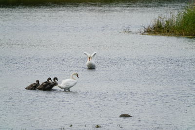 Birds in the lake