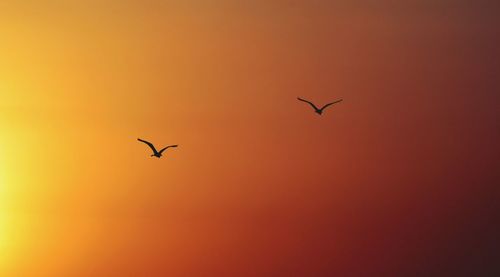 Low angle view of bird flying in sky
