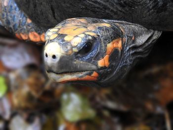 Close-up of turtle in sea