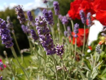 Close-up of purple flowers blooming outdoors