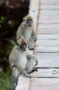 Two monkeys sitting on boardwalk