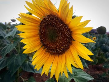 Close-up of sunflower