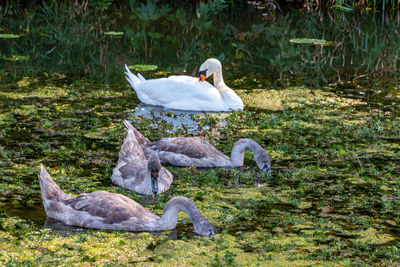 Swan on a lake