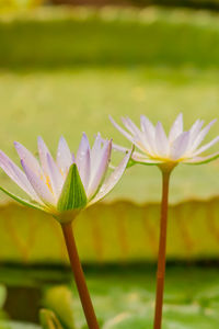 Lily pond in tropical garden, close up of blooming purple water lily