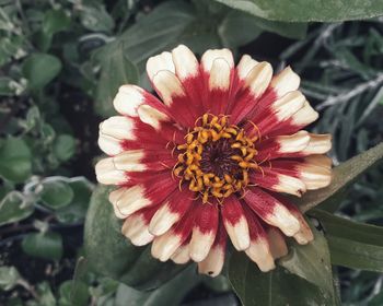 Close-up of red flower