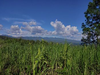 Scenic view of field against sky