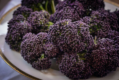 Close-up of purple flowers in plate