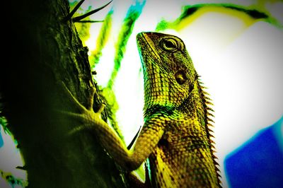 Low angle view of lizard on leaf
