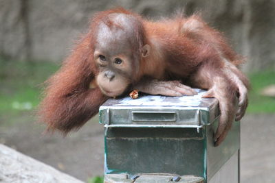 Close-up of monkey on container