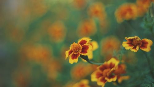 Close-up of yellow flowering plant