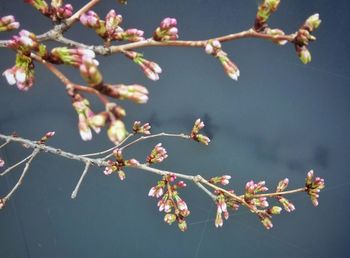 Close-up of cherry blossom on tree