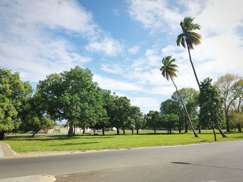 Trees in park