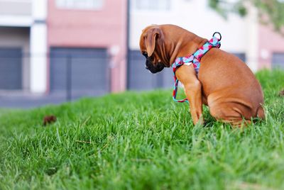 Dog on grassy field