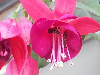 Close-up of pink flowers