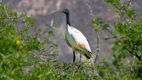 Bird perching on a tree