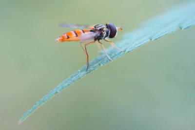 Close-up of insect