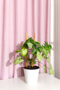 Potted houseplant syngonium on table, pink fabric curtain with drapery.