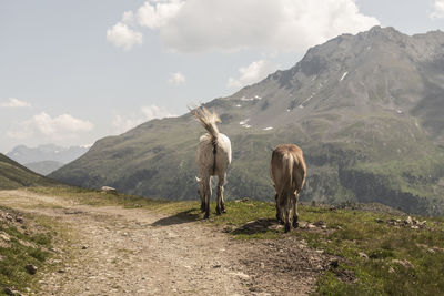 Horse standing in a valley