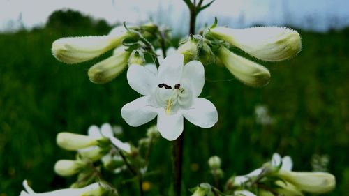 Close-up of insect on flower