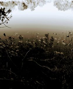 High angle view of trees by lake against sky