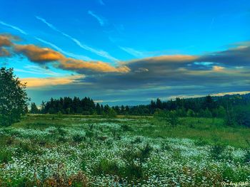 Scenic view of field against sky during sunset