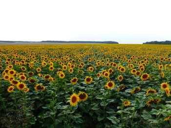 Scenic view of sunflower field against clear sky