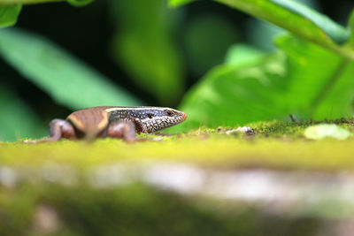 Close-up of insect on leaf