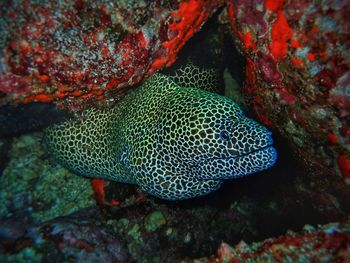 Close-up of coral in sea