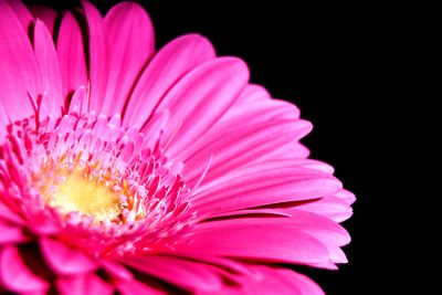 Close-up of pink flower over black background