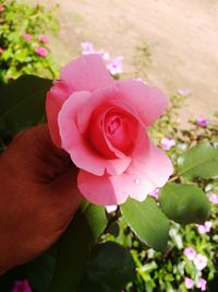 Close-up of hand holding flower