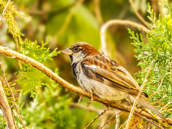 Close-up of bird perching on tree