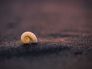 Close-up of shell on the land