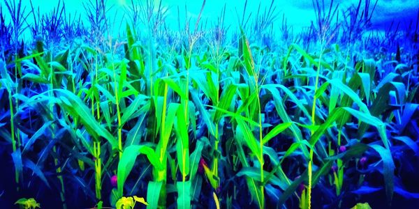 Close-up of crops growing on field