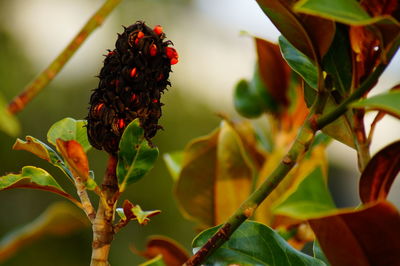 Close-up of a flower