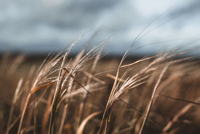 Close-up of wheat growing on field against sky