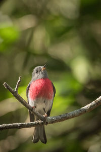 Close-up of a rose robin perching on branch