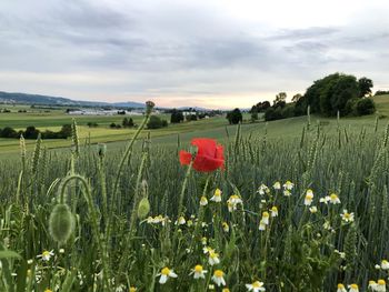 Poppies growing on field against sky