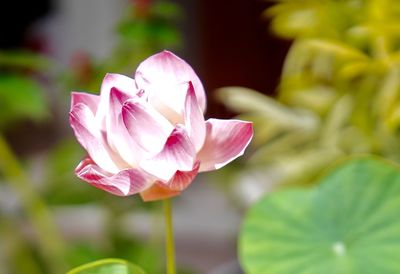Close-up of pink lotus water lily