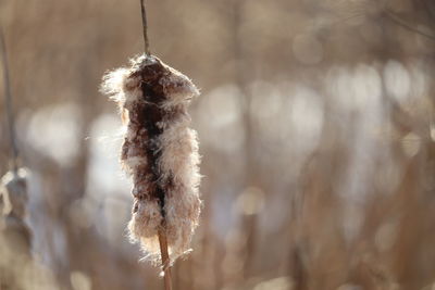 Close-up of wilted plant during winter
